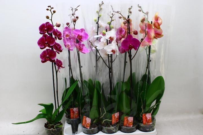 <h4>PHAL GEM</h4>