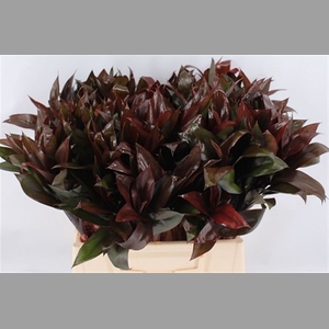 Cordyline Purple Compactum