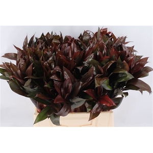 Cordyline Purple Compactum