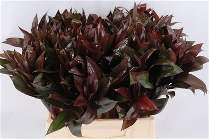 <h4>Cordyline Purple Compactum</h4>