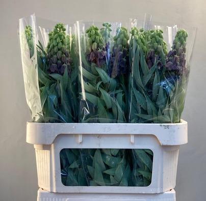 <h4>FRIT PERSICA</h4>