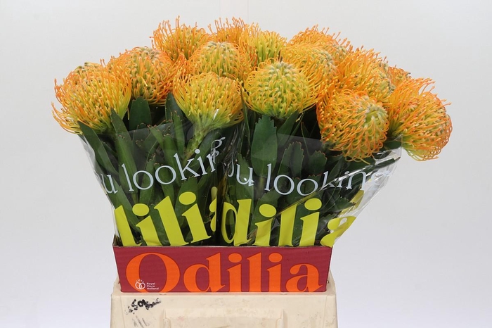 <h4>Nutans Soleil</h4>