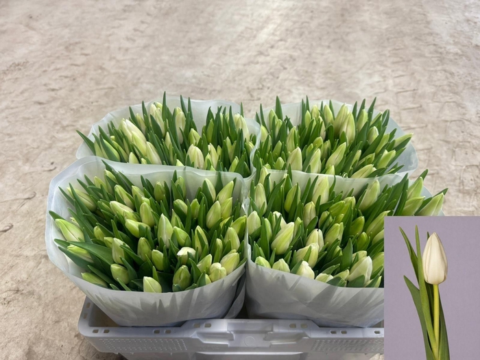 <h4>TU EN POLAR BEAR</h4>