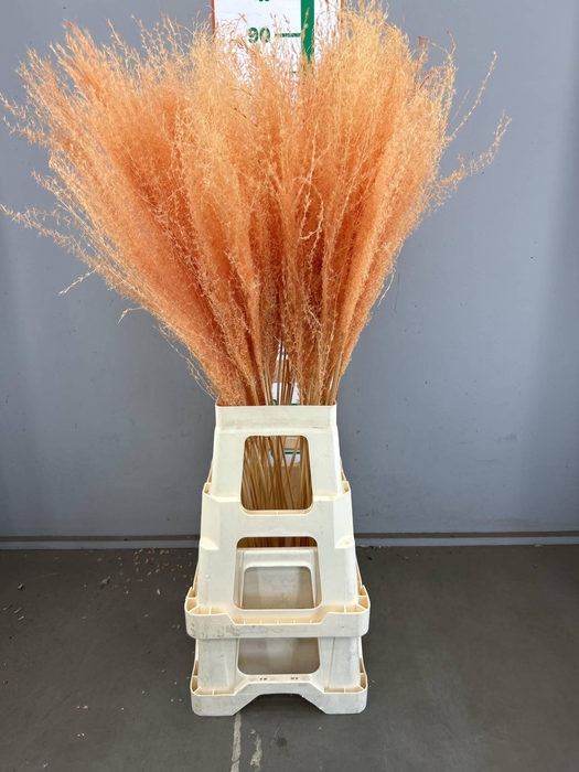 <h4>SIERGRAS PERZIK 90 CM</h4>