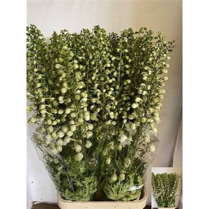 Delph Du Centurion White