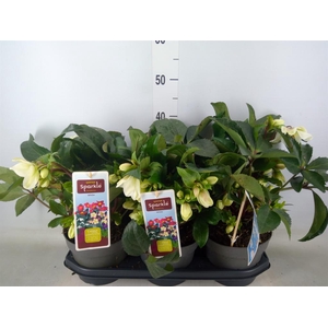 Helleborus   ...