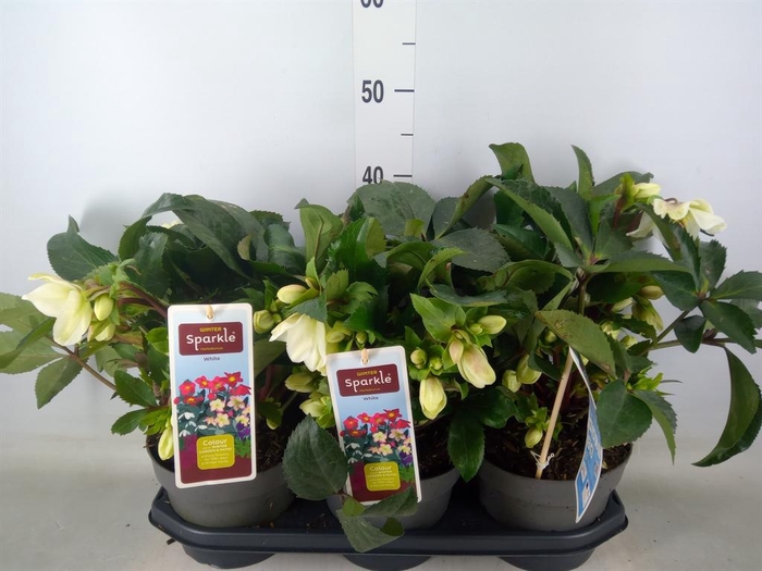 <h4>Helleborus ...</h4>