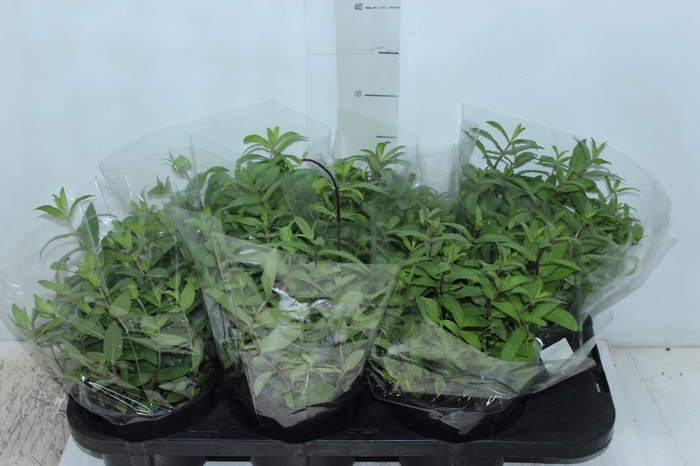 <h4>MENTA P15</h4>