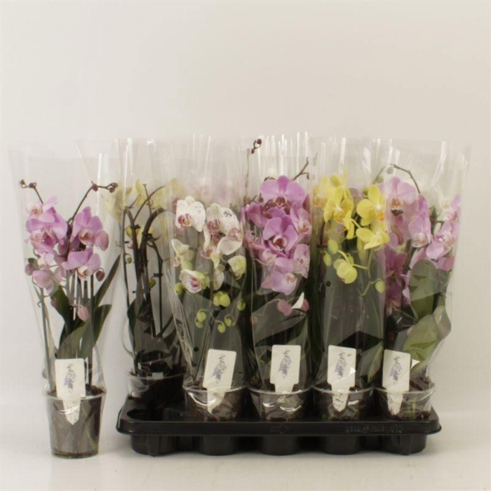 <h4>PHAL EL CASCADE</h4>