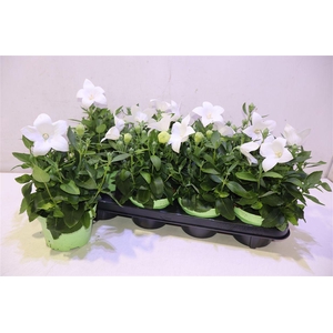 Platyco Gr Astra Whi