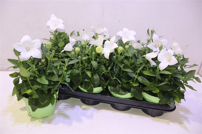 <h4>Platyco Gr Astra Whi</h4>