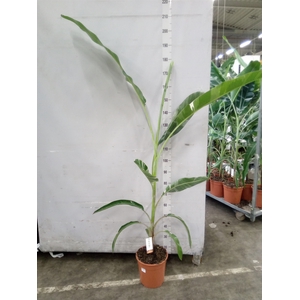 Musa   ...