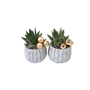 Arr.   Kamerplant Groen L%