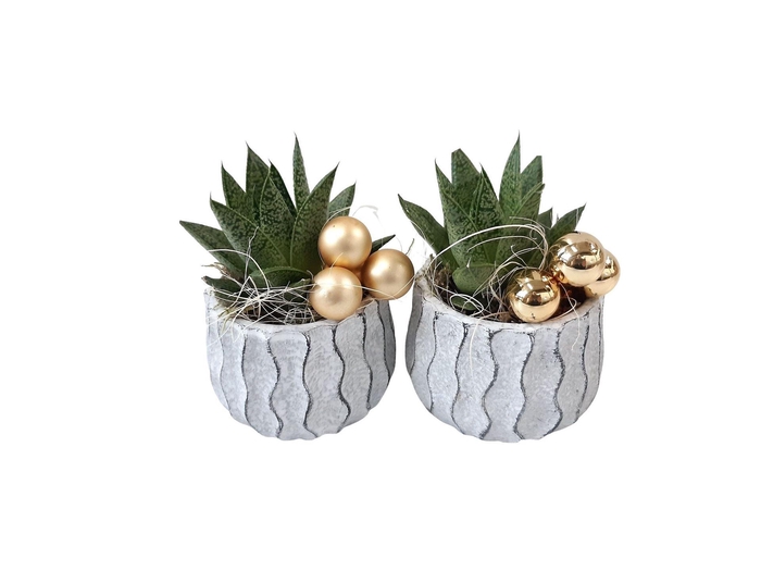 <h4>Arr.   Kamerplant Groen L%</h4>