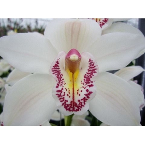 Cymbidium Cascade