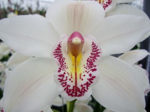 <h4>Cymbidium Cascade</h4>