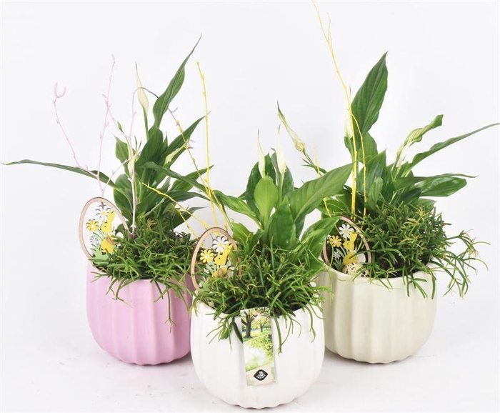 <h4>Keramiek pot kleur mix 14cm</h4>