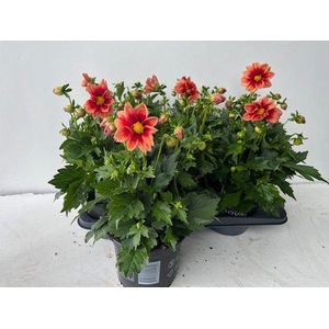 DAHL SUMBEE SALM BIC