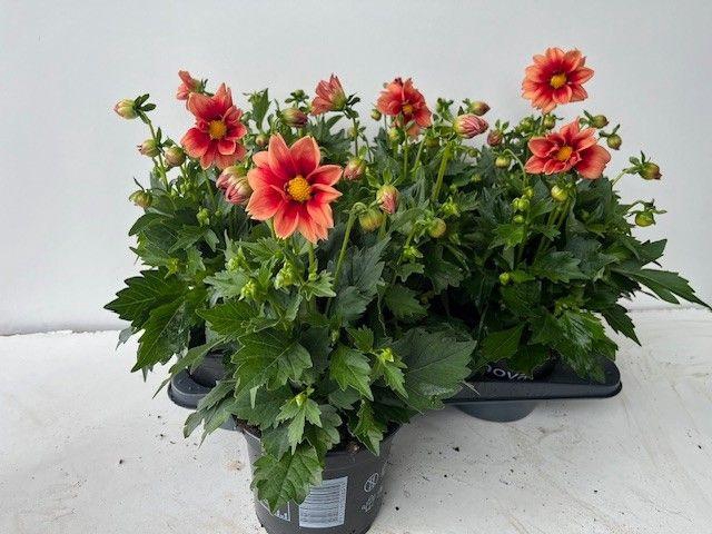 <h4>DAHL SUMBEE SALM BIC</h4>