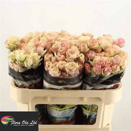 <h4>R Tr Destini</h4>