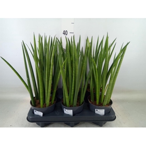 Sansevieria cyl.  ...