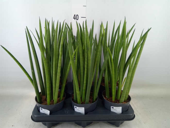 <h4>Sansevieria cyl.  ...</h4>