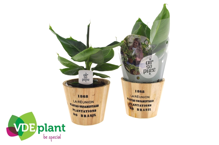 <h4>Musa in Nairobi pot</h4>