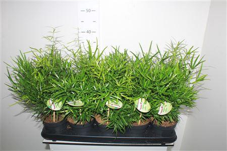 <h4>Asp Falcatus</h4>