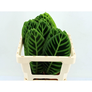 Calathea Zebrina