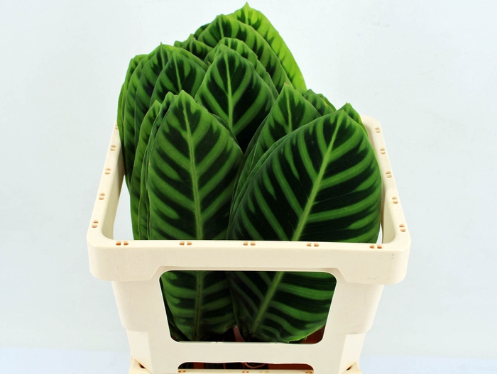 <h4>Calathea Zebrina</h4>