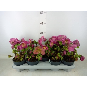 Helleborus  'Verboom Sifra'