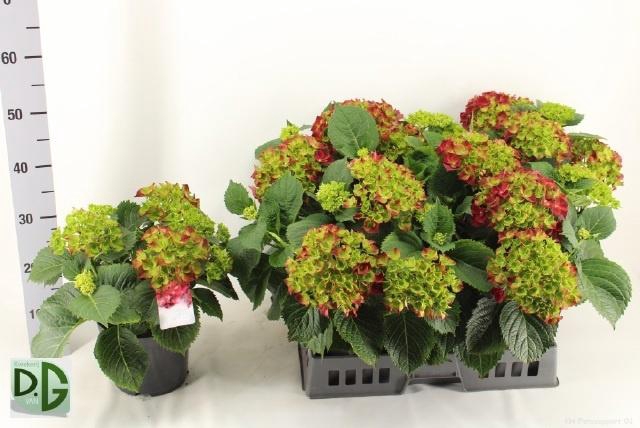 <h4>HYDR M HI FIRE</h4>