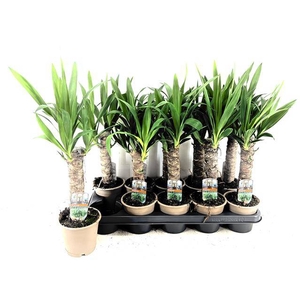 Yucca 12Ø 45cm 2Head