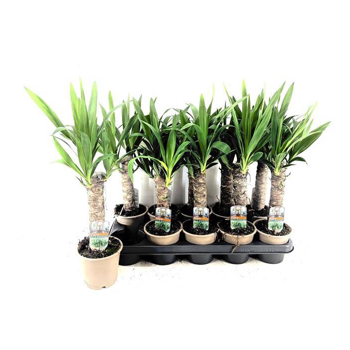 <h4>Yucca 12Ø 45cm 2Head</h4>