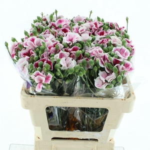 Di Tr Solandis Blushfly