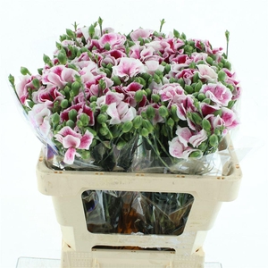 Di Tr Solandis Blushfly