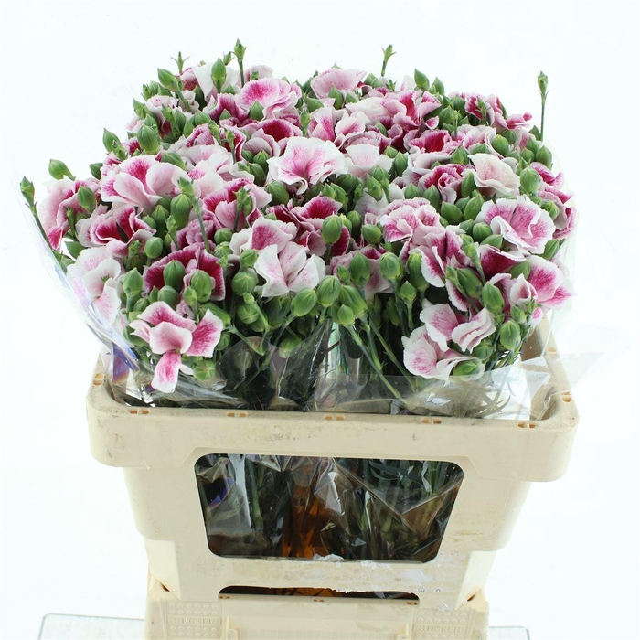 <h4>Di Tr Solandis Blushfly</h4>