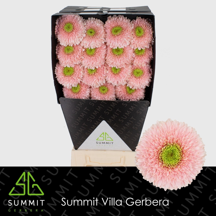 <h4>GE GB HIMALIA Diamond</h4>