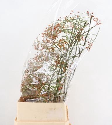 <h4>ROSA CORALLO ORANGE EXTRA 110CM</h4>