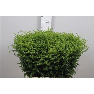 Solidago Strahlenkrone