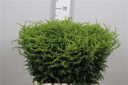 <h4>Solidago Strahlenkrone</h4>