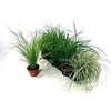 Carex Gem