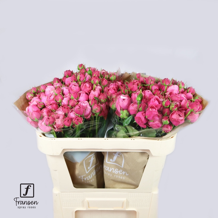<h4>Rozen R Tr Silva Pink</h4>