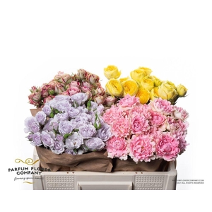Rosa spray garden mix in bucket