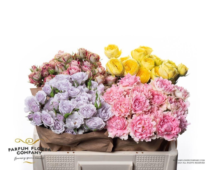 <h4>Rosa spray garden mix in bucket</h4>