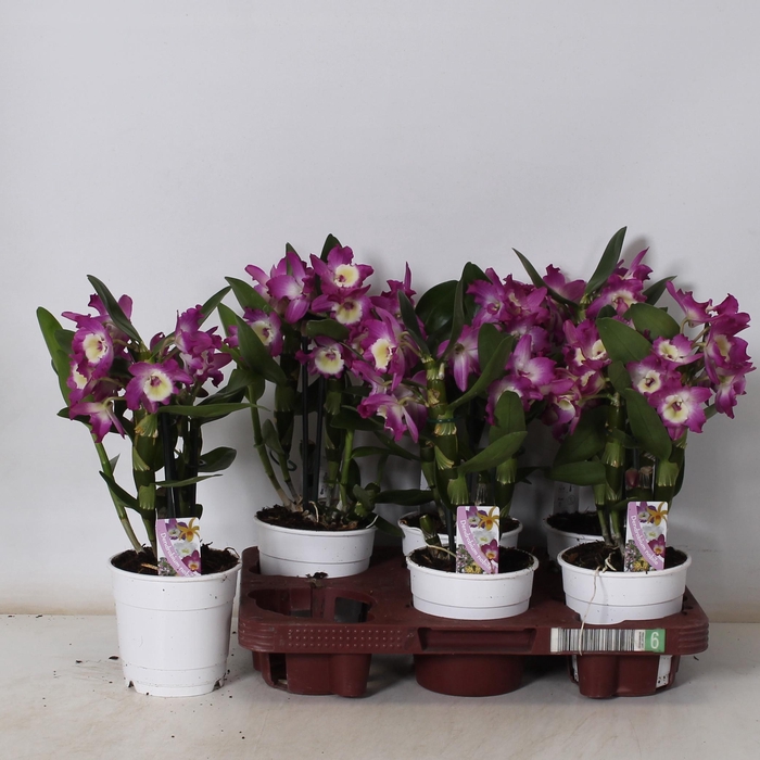 <h4>DEND NOBILE</h4>