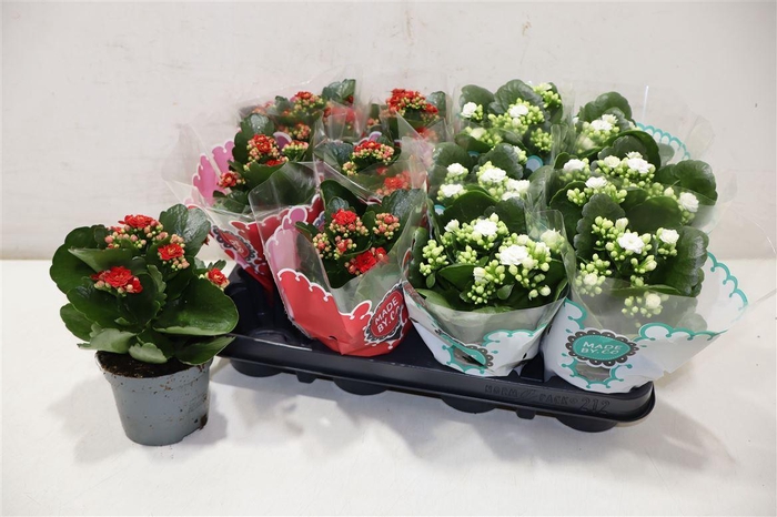 <h4>Kal Ge Gem 2 Kl</h4>