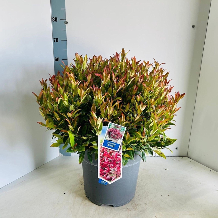 <h4>Leucothoe axillaris Zeblid</h4>