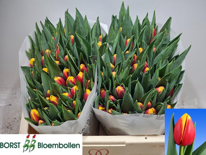 <h4>TU EN RAMBO</h4>