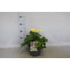 vaste planten 19 cm  Doronicum orientale
